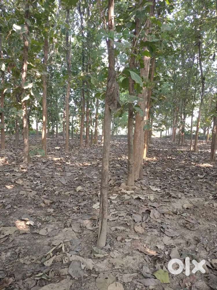 Acha bhav me bik jaye