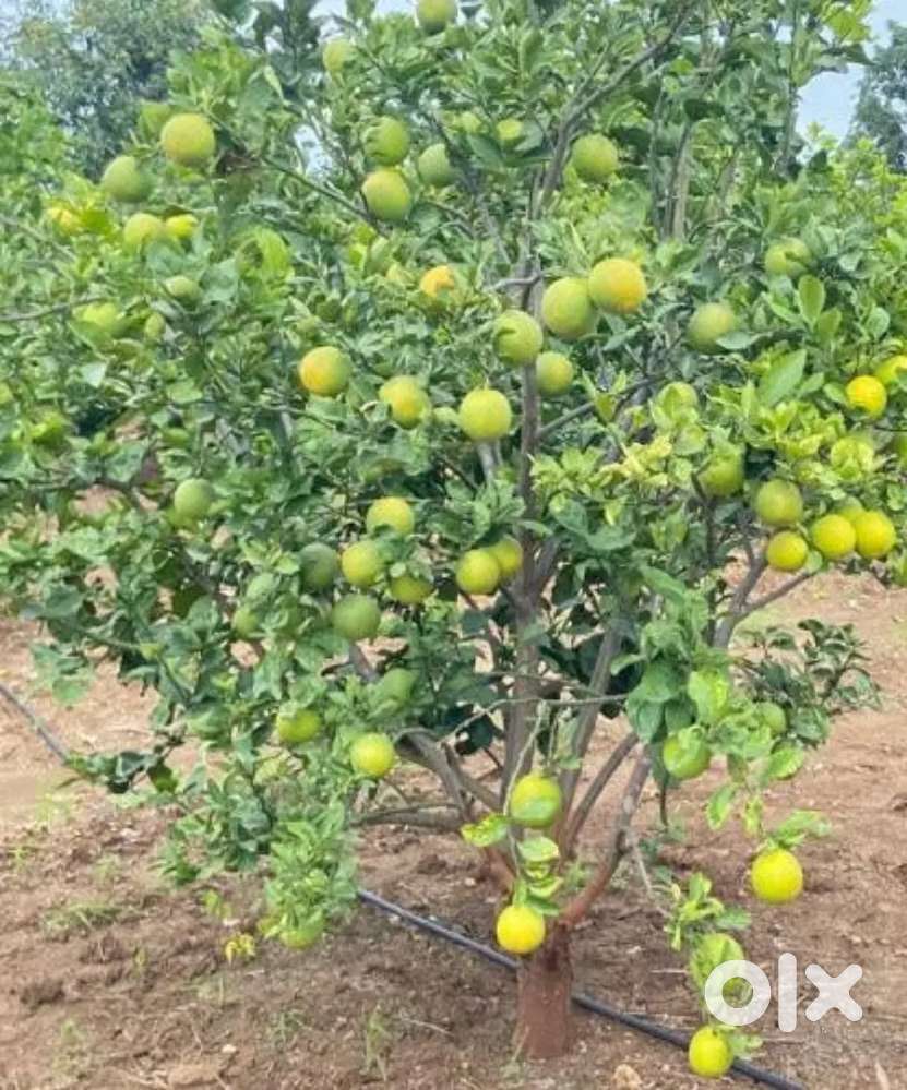 1 एक जमीन मोसंबी बाग, विहीर, पाईपलाईन, ठिबक सिंचन सहित सहित विकणे आहे