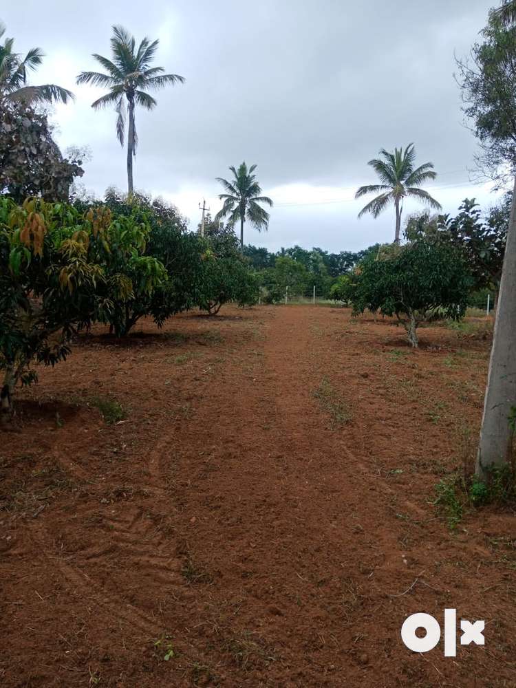 Agriculture land for sale, off Sangama road, Kanakpura