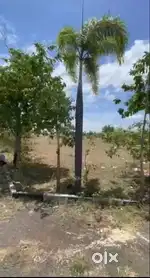 DTCP approved land for sale at KGM Royal Palm, Ponnegoundan Pudur
