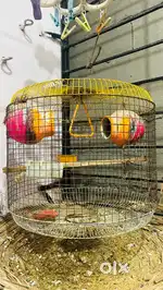 Bird nest good condition
