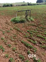 7 ఎకరాల వ్యవసాయ భూమి..55kms from Kurnool..Land Pincode 518225