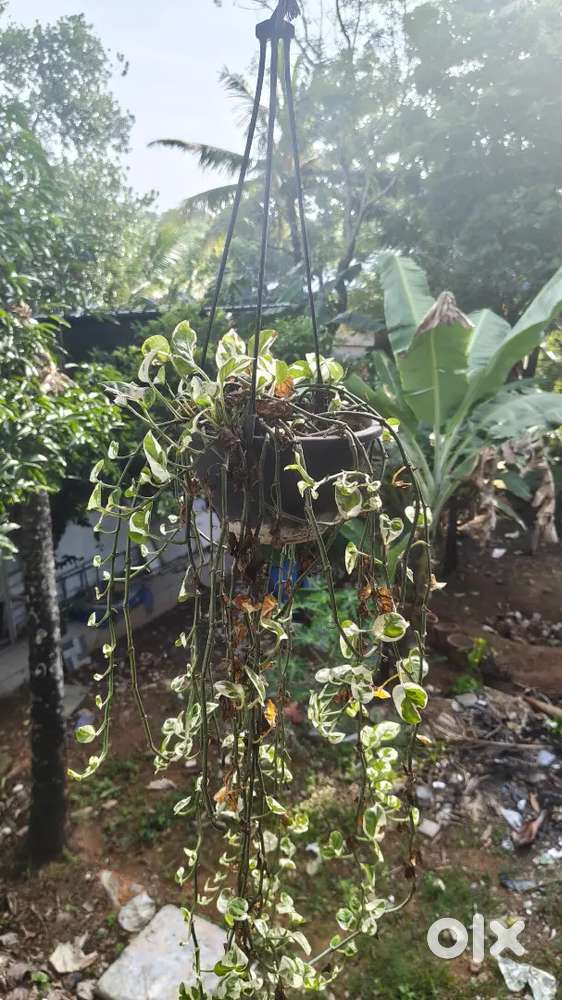 Ornamental plants