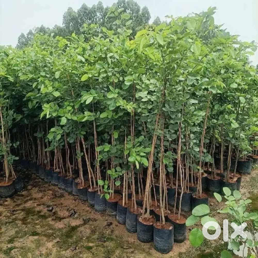 PLOT PURCHASE@3L RETURUN -1.8 Crore