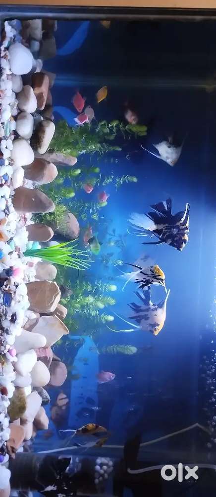 Decent location 3 BHK Furnished Apartment permbr Kolatur Periyar nagar