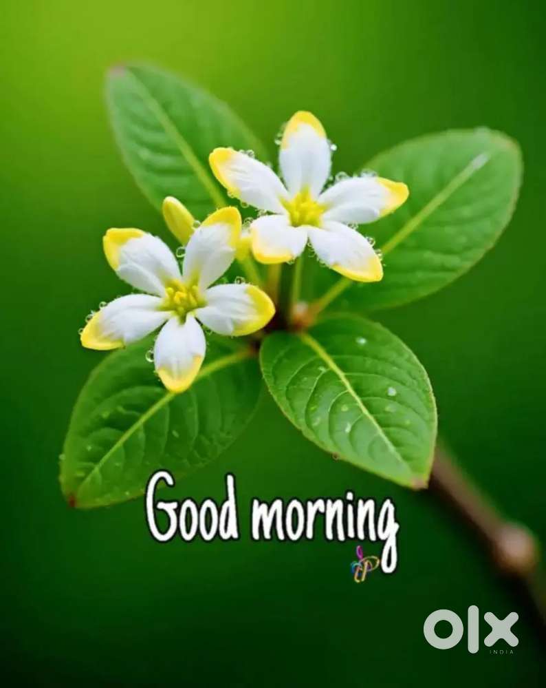 Financial consultancy,