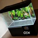 3 foot 8mm glass aquarium for sale