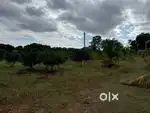 3 acres of agricultural land, with mango trees and other fruits