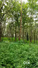 1.13 Acre ruber plantation for sale