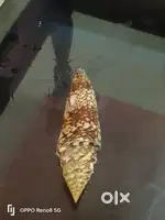 Sea shell is ready to sell