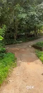35 cent plot with rubber and valuable trees in vattappara, vettinadu