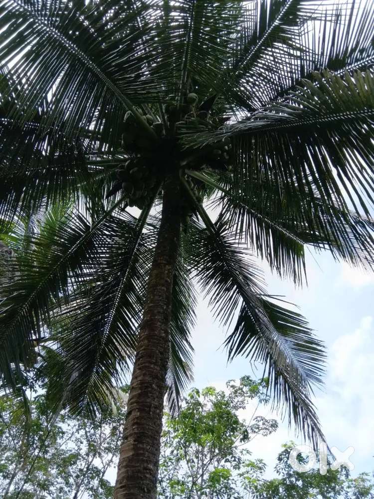 2 Acre of Farm Land near Milma Plant Mamood