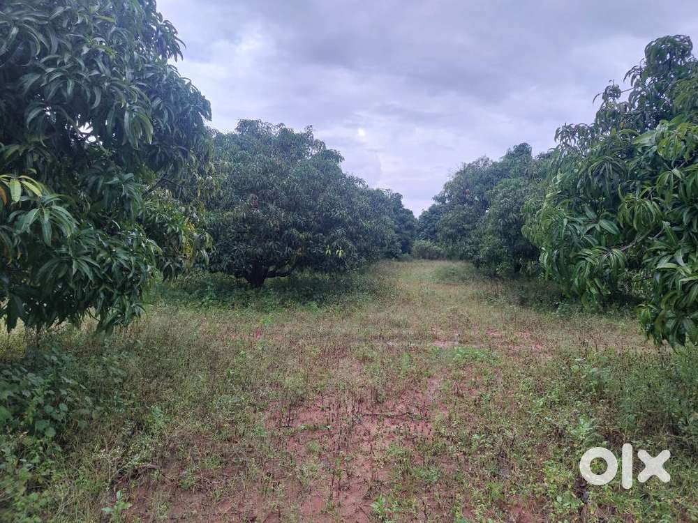 Prime 3-Acre Agricultural Farmland near Gubbi, Tumkur