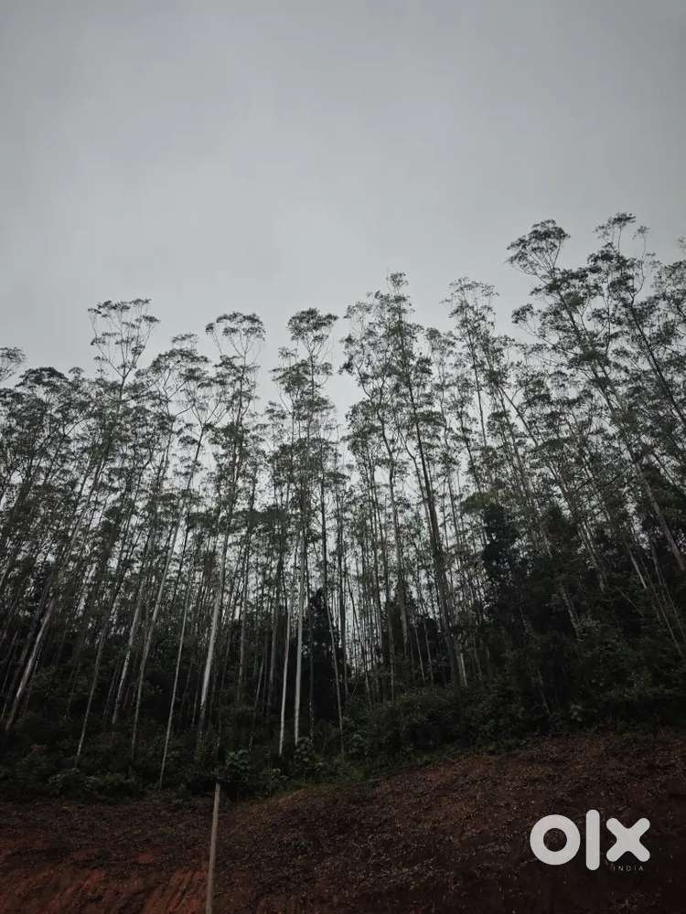 Requirement for cook