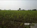 Sheti, bagayat jamin vikri, sale