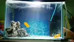Aquarium with rocks