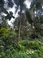 3km from kannur international airport , road side ,300m from main road