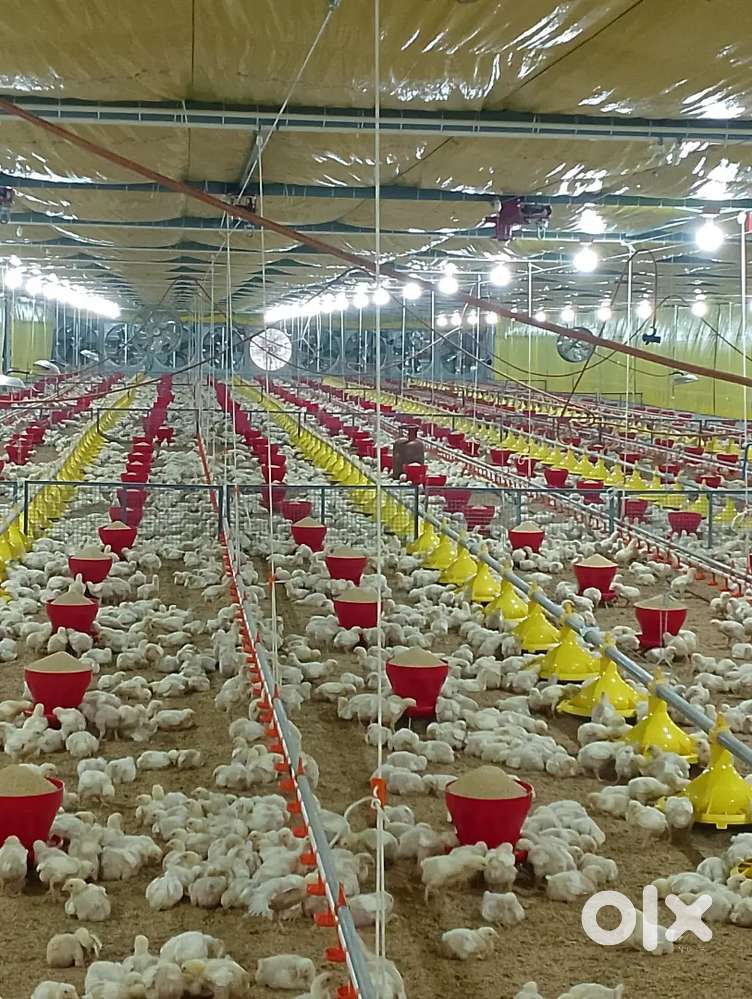 Poultry farm