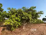 Mandasa farm land 0.75 acres  - cashew farm