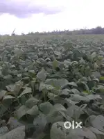 Land for sale in Humnabad