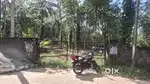 തെങ്ങോടു കൂടിയ 29 സെന്റ് ഹൗസ് പ്ലോട്ട് വിൽപനയ്ക്