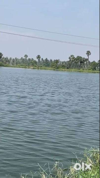 Pedana(MD), Upparagudem in 1acram fish tank land for Sale.