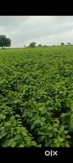 Farm for Sale Nilegaon Tuljapur taluka