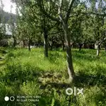 3 kanal land for urgent sale in aharbal, District kulgam,price 17 lakh