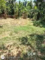 8 cent plot