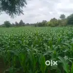 30 एकर वर्ग २ जमीन नियोजित एमआयडीसी पासून जवळ