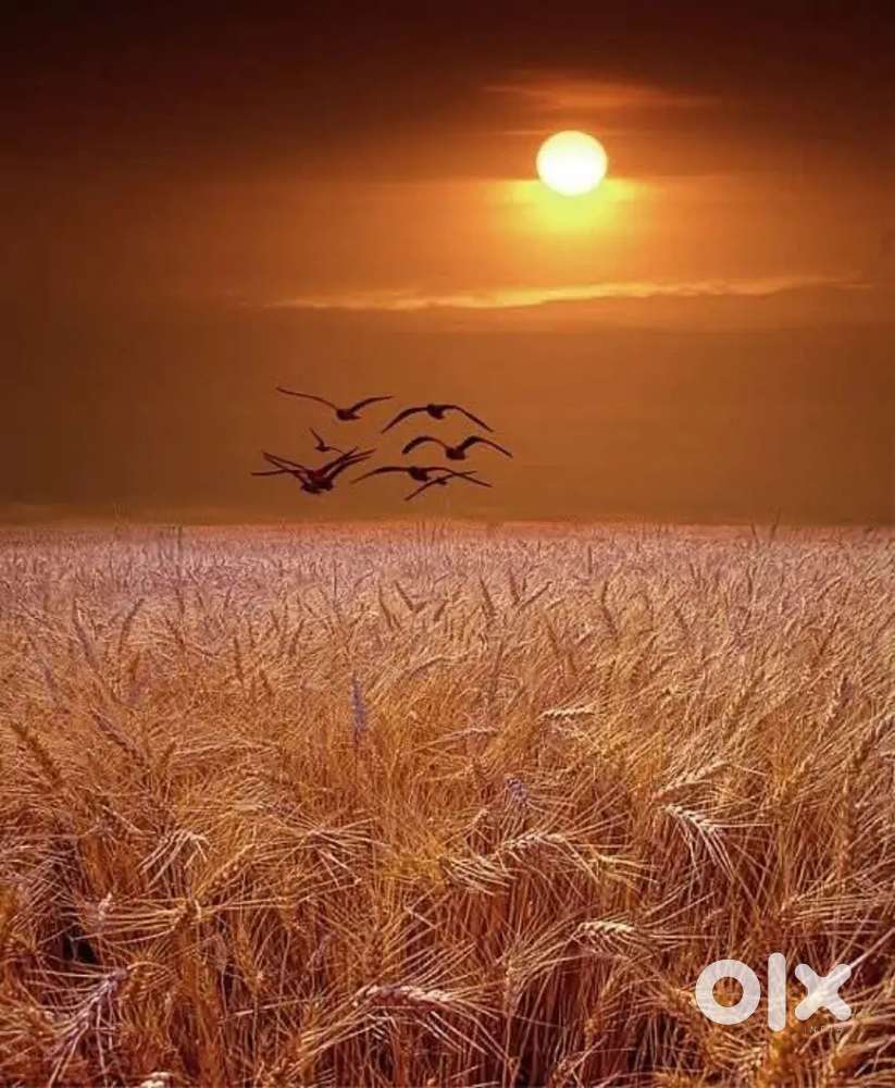 Graphic designer, digital marketing, SEO