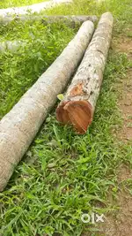 Hard Coconut tree wood
