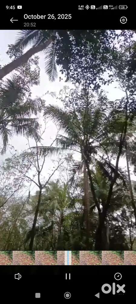 33 cent land with Rubber, Coconut, Jackfruit, Areca palm