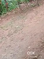 വസ്തു വിൽപന 33 സെൻ്റ്