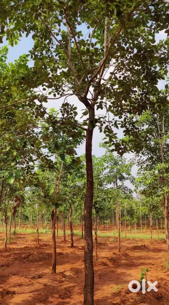 25cents Agriculture land for sale