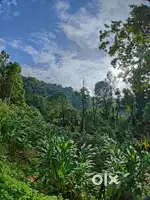 8-Acre Cardamom Plantation for Sale – Sholayur