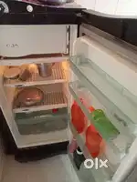 100 litter