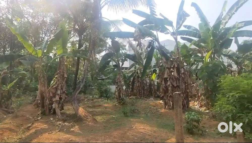 20 Cent Empty Plot for Sale – Muringoor