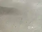 Baangar ki jameen mai hai