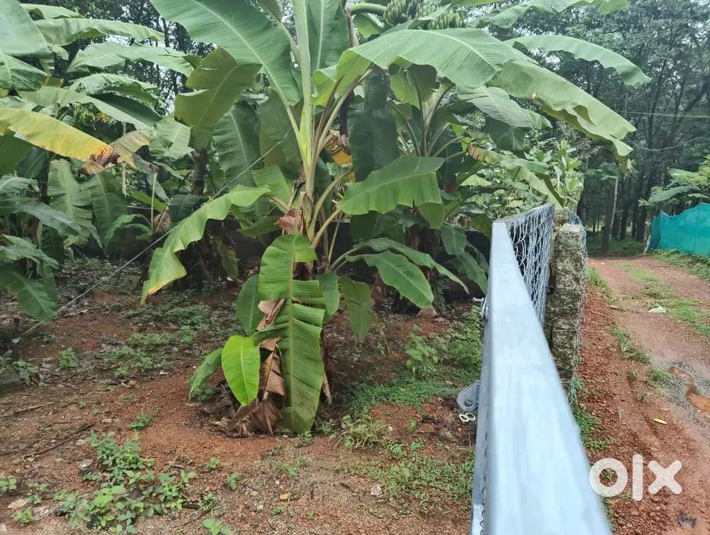 5 cent plot for sale at chemmannuvila panachamoodu