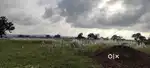 CNT free plot in Badhu (Kanke Pithoria Road)
