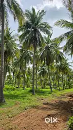 தோப்பு விற்பனைக்கு