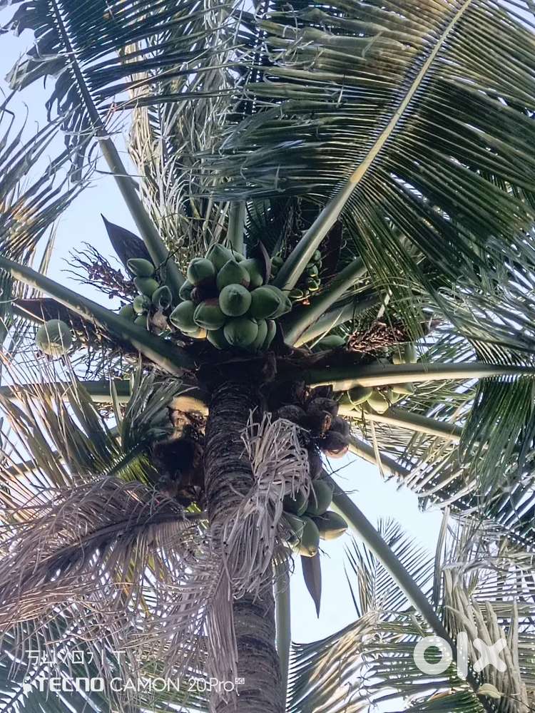 INDIRA GANGHI TERAF ENTERPRS