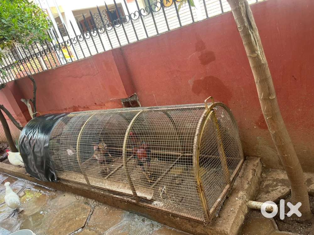 GI cage with GI mesh