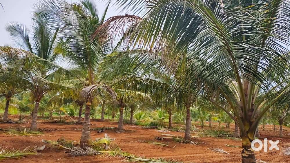 Agricultural farm land