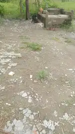 RANGIYA ASSAM