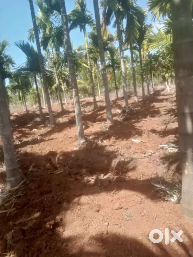 Driver lagiley jonabo