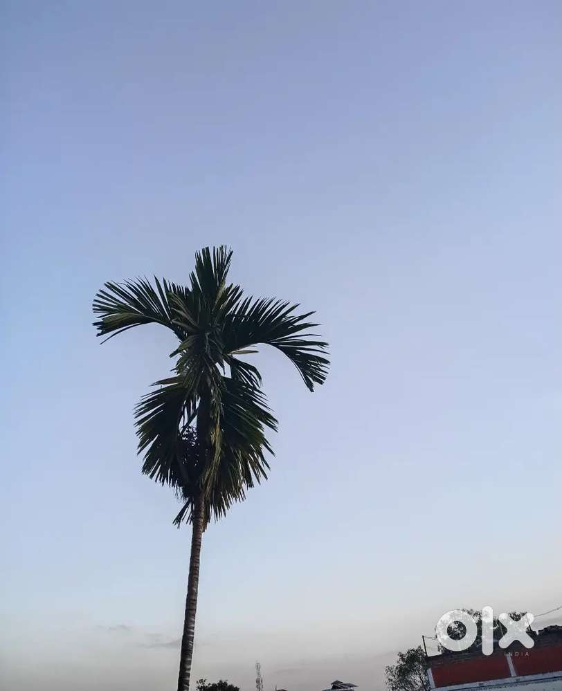 Lamsang da Point 25 gi lam yonjari