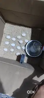 Incubator  hens