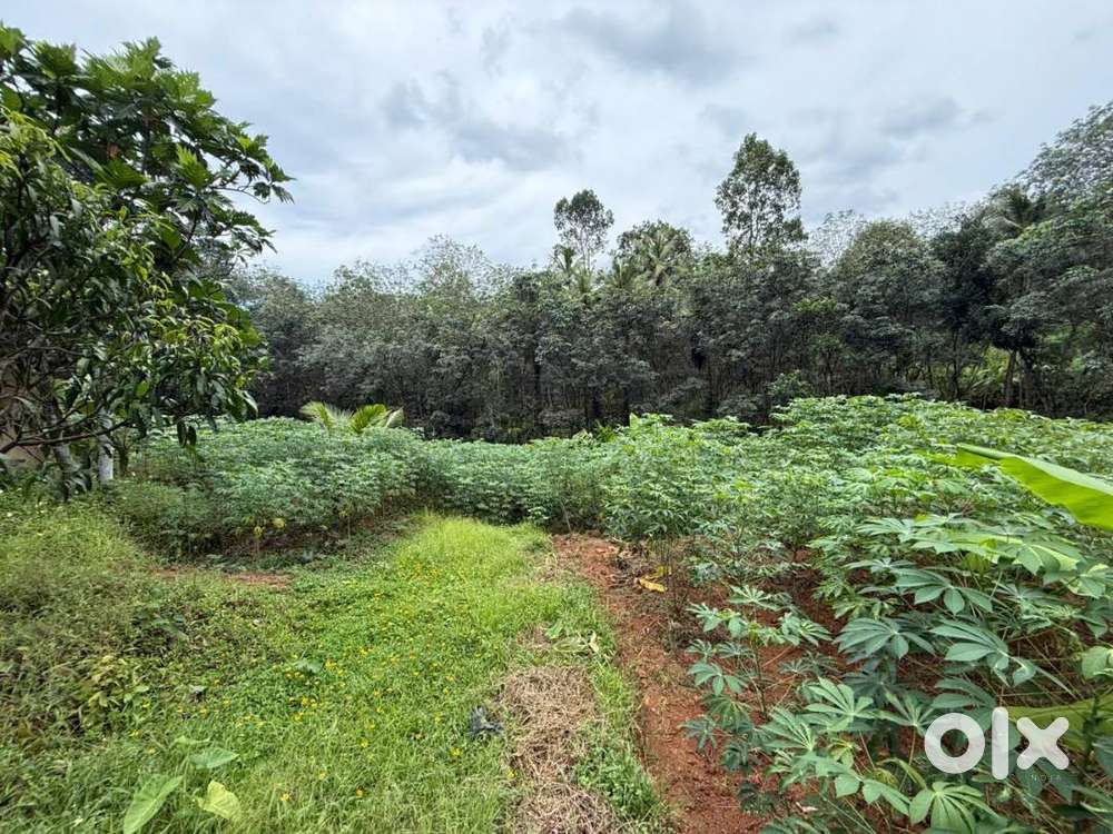 51 Cent Fenced Plot/Land for Sale – Prime Location Near Nedumangad